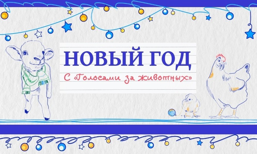 Чем «Голоса за животных» занимались в ноябре-декабре 2024 года
