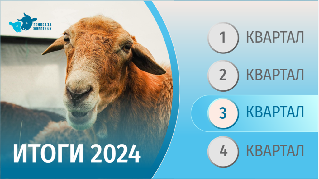 Итоги III квартала 2024 года: Российская конференция по правам животных, предложения в Минсельхоз, выступление в ООН и новые программы для школьников