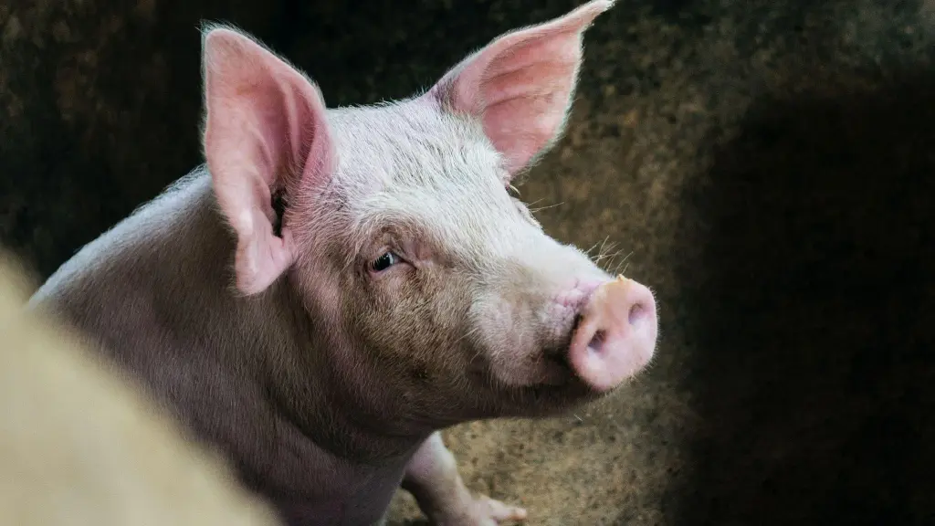 Vegetarian: В России запустили петицию с требованием защитить животных в сельском хозяйстве
