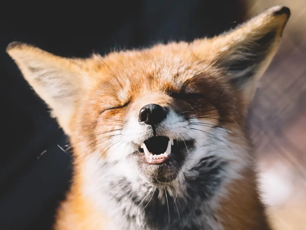 В России запущена программа Fur Free Retailer
