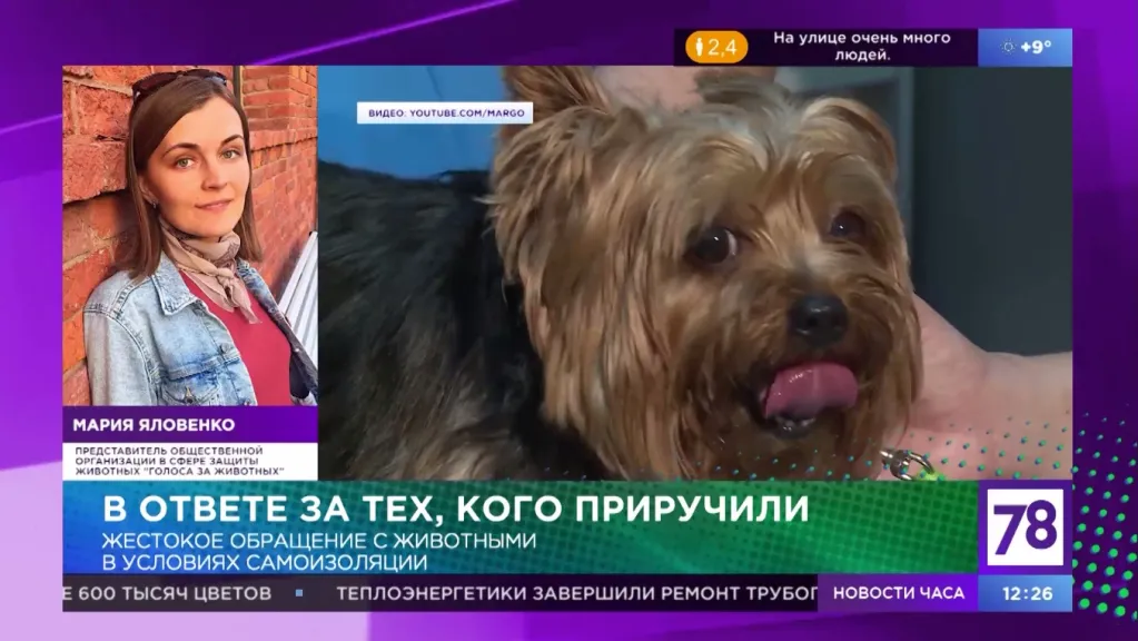 Комментарий Марии Яловенко ТВ каналу 78: Положение животных в период эпидемии COVID-19