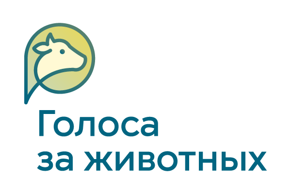 «Голоса за животных» обновили внешний облик и сайт. Что появилось нового и зачем мы это затеяли