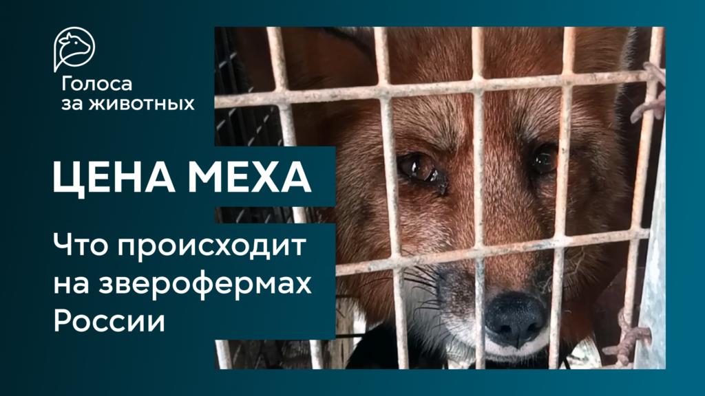 «Голоса за животных» выпустили фильм о положении животных на пушных фермах России
