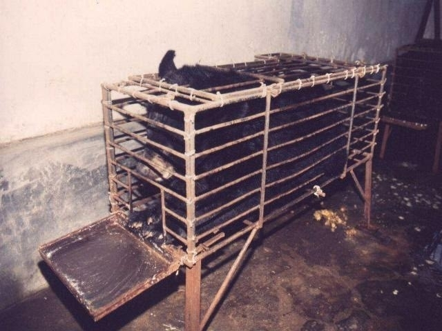 Права пчёл, запрет рекламы мяса и другие хорошие новости о защите животных