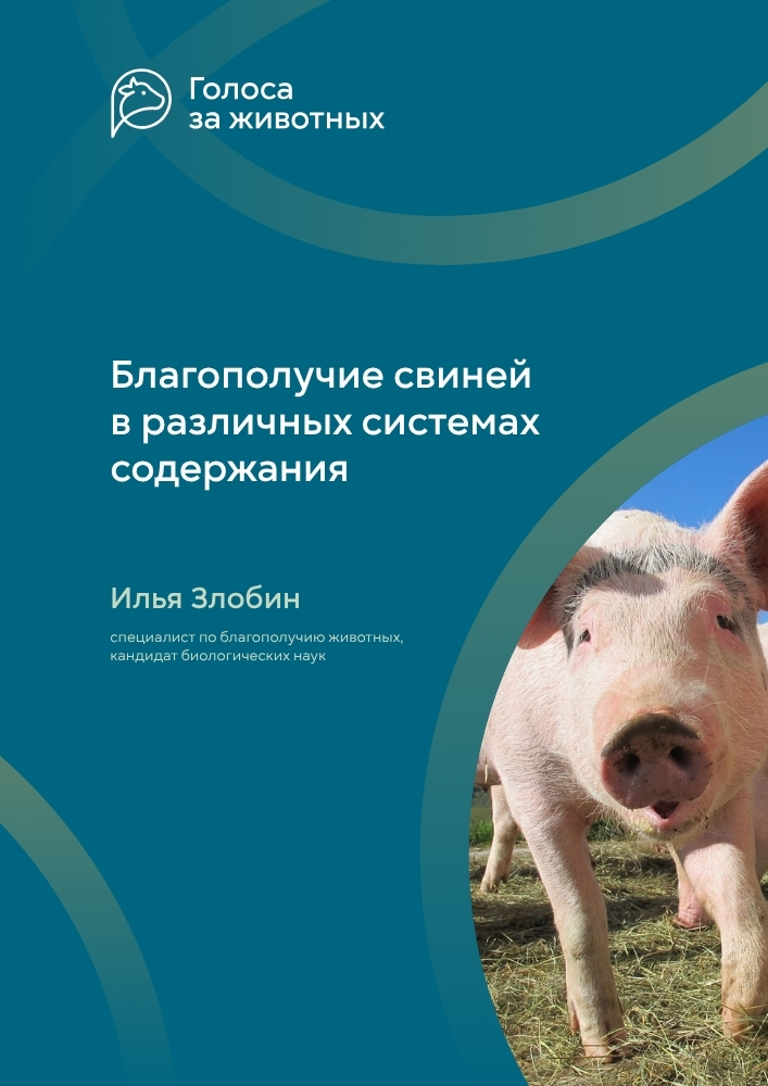Благополучие свиней в различных системах содержания