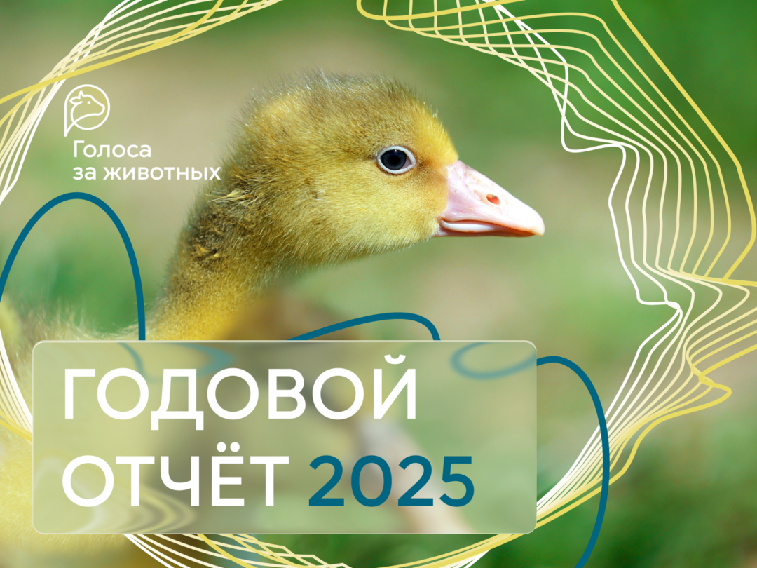 Опубликовали отчёт о результатах нашей работы в 2025 году