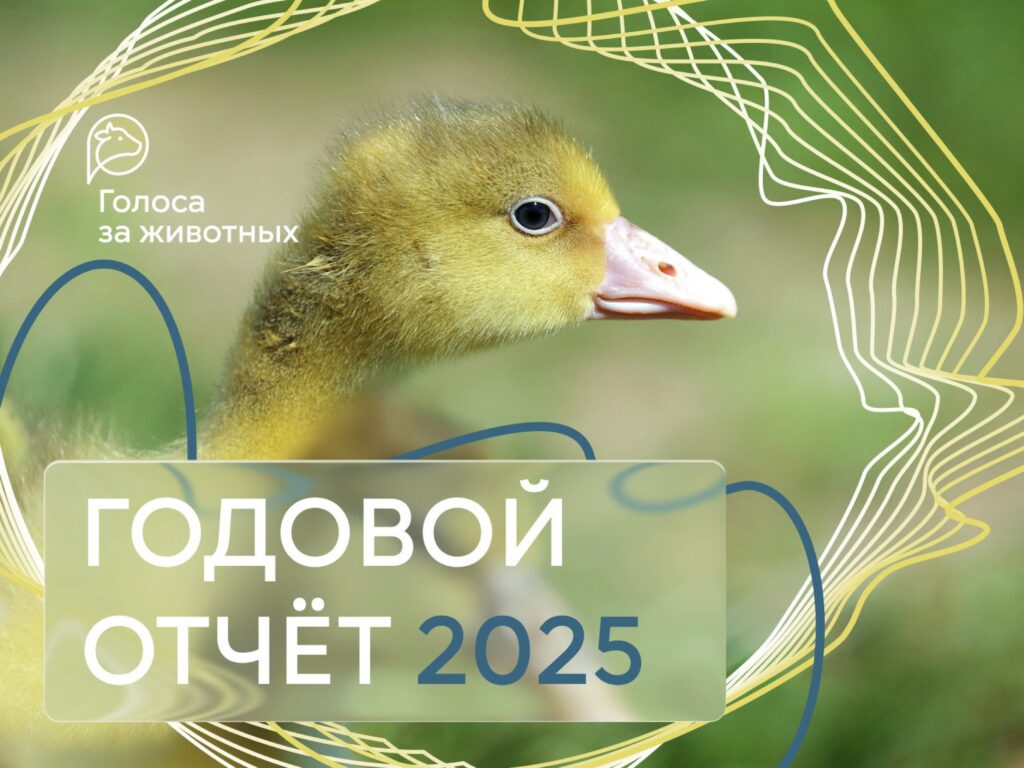 Опубликовали отчёт о результатах нашей работы в 2025 году