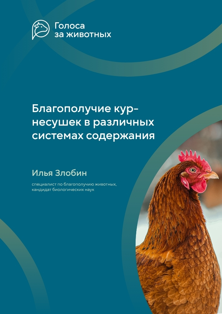 Благополучие кур-несушек в различных системах содержания