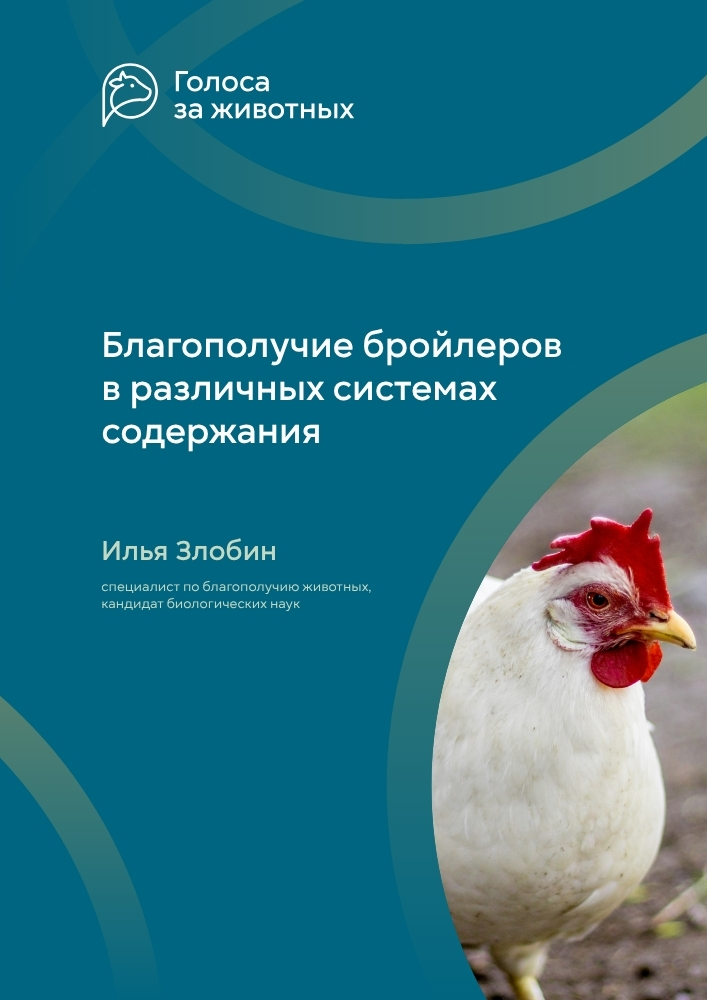 Благополучие бройлеров в различных системах содержания